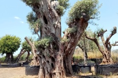 Ilgiardinodegliulivi_20230617_114047_416