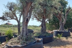 Ilgiardinodegliulivi_20230617_114112_346